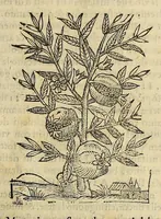 An illustration from Herbario nuouo (1585)