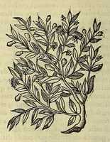 An illustration from Herbario nuouo (1585)