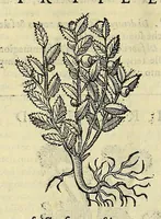 An illustration from Herbario nuouo (1585)