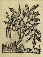 An illustration from Herbario nuouo (1585)