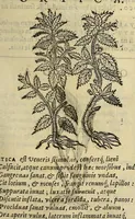 An illustration from Herbario nuouo (1585)