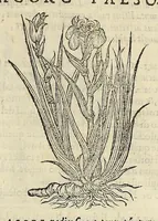 An illustration from Herbario nuouo (1585)