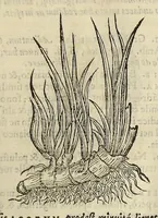 Picture 3 of 87 from Herbario nuouo (1585), leaf 35