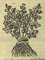 Picture 57 of 87 from Herbario nuouo (1585), leaf 352