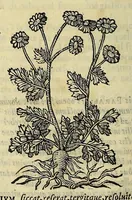 Picture 58 of 87 from Herbario nuouo (1585), leaf 352
