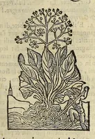 An illustration from Herbario nuouo (1585)