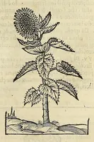 Picture 60 of 87 from Herbario nuouo (1585), leaf 373