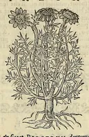 An illustration from Herbario nuouo (1585)