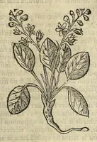 An illustration from Herbario nuouo (1585)