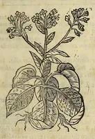 An illustration from Herbario nuouo (1585)