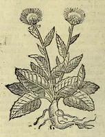 Picture 65 of 87 from Herbario nuouo (1585), leaf 406