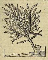 An illustration from Herbario nuouo (1585)