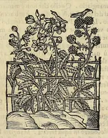 Picture 67 of 87 from Herbario nuouo (1585), leaf 413