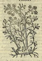 An illustration from Herbario nuouo (1585)