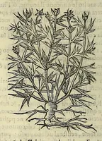 An illustration from Herbario nuouo (1585)