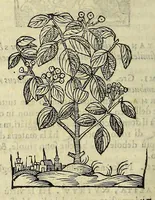 Picture 70 of 87 from Herbario nuouo (1585), leaf 428