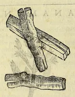 Picture 71 of 87 from Herbario nuouo (1585), leaf 428