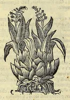 An illustration from Herbario nuouo (1585)