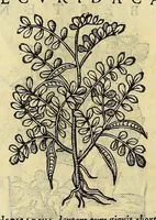 An illustration from Herbario nuouo (1585)