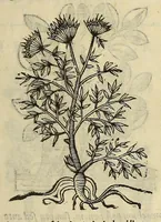 An illustration from Herbario nuouo (1585)