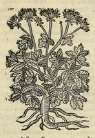 An illustration from Herbario nuouo (1585)