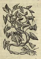 An illustration from Herbario nuouo (1585)