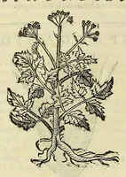 An illustration from Herbario nuouo (1585)