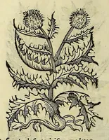An illustration from Herbario nuouo (1585)