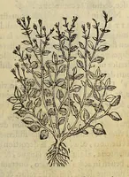 An illustration from Herbario nuouo (1585)
