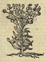 An illustration from Herbario nuouo (1585)