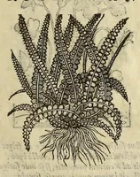 An illustration from Herbario nuouo (1585)