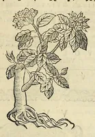 Picture 83 of 87 from Herbario nuouo (1585), leaf 497