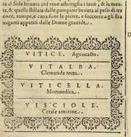 An illustration from Herbario nuouo (1585)