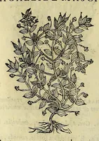 An illustration from Herbario nuouo (1585)