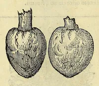 Picture 8 of 87 from Herbario nuouo (1585), leaf 52