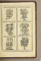 An illustration from Herbario nuouo (1585)