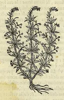 An illustration from Herbario nuouo (1585)