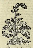 An illustration from Herbario nuouo (1585)