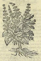 An illustration from Herbario nuouo (1585)