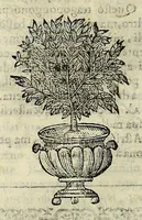 Picture 14 of 87 from Herbario nuouo (1585), leaf 92