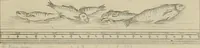 An illustration from Herculanum et Pompéi, recueil général des peintures, bronzes, mosaïques, etc., découverts jusqu'à ce jour, et reproduits d'apreès Le antichita di Ercolano, Il Museo borbonico, et tous les ouvrages analogues (1870)