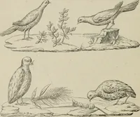 An illustration from Herculanum et Pompéi, recueil général des peintures, bronzes, mosaïques, etc., découverts jusqu'à ce jour, et reproduits d'apreès Le antichita di Ercolano, Il Museo borbonico, et tous les ouvrages analogues (1870)