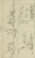 An illustration from Herculanum et Pompéi, recueil général des peintures, bronzes, mosaïques, etc., découverts jusqu'à ce jour, et reproduits d'apreès Le antichita di Ercolano, Il Museo borbonico, et tous les ouvrages analogues (1870)