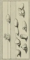 Picture 10 of 140 from Herculanum et Pompéi, recueil général des peintures, bronzes, mosaïques, etc., découverts jusqu'à ce jour, et reproduits d'apreès Le antichita di Ercolano, Il Museo borbonico, et tous les ouvrages analogues (1870), leaf 26