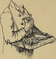 Picture 103 of 182 from The heritage of dress; being notes on the history and evolution of clothes (1912), leaf 114