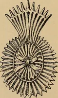 An illustration from The heritage of dress; being notes on the history and evolution of clothes (1912)
