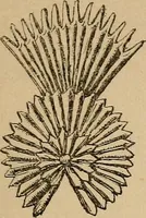 An illustration from The heritage of dress; being notes on the history and evolution of clothes (1912)
