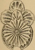An illustration from The heritage of dress; being notes on the history and evolution of clothes (1912)