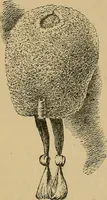Picture 142 of 182 from The heritage of dress; being notes on the history and evolution of clothes (1912), leaf 206