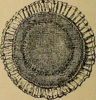 An illustration from The heritage of dress; being notes on the history and evolution of clothes (1912)